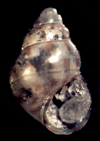 Altra Setia da identificare